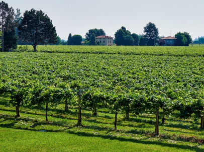 Vigna Cantina Paltrinieri