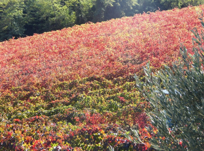 Vigna Fattoria Moretto