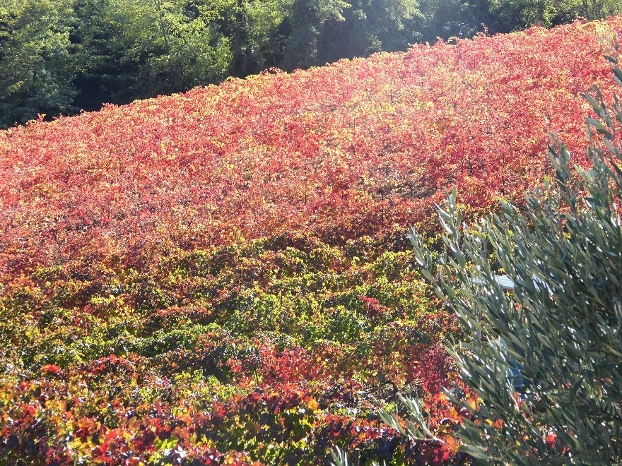 Vigna Fattoria Moretto